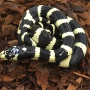 California Kingsnake