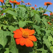 Mexican Sunflower