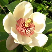 Magnolia