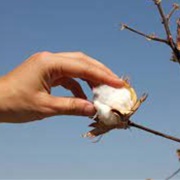 Picked Cotton