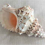 Californian Frog Shell