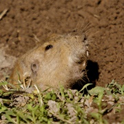 Yellow Faced Pocket Gopher