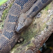 Brown Water Snake