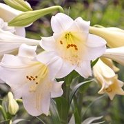 Madonna Lily