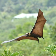 Pelew Flying Fox