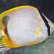 Spotfin Butterflyfish