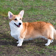 Corgi