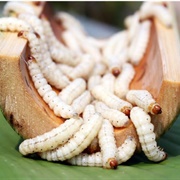 Bamboo Worms