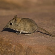 Desert Shrew