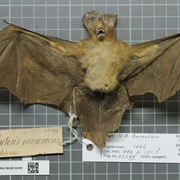 Javan Slit-Faced Bat