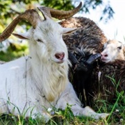 Cashmere Goat