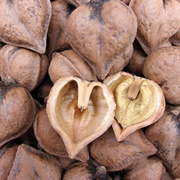 Japanese Walnut (Juglans Ailantifolia)