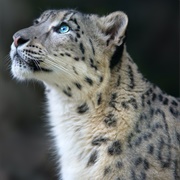 Snow Leopard