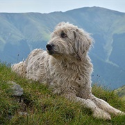 Romanian Mioritic Shepherd Dog