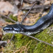 Eastern Rat Snake