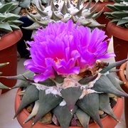 Ariocarpus Confusus