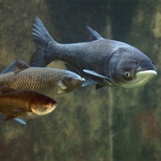 Asian Carp