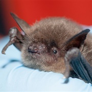 Yuma Myotis