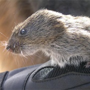 Montane Vole