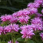 Bee Balm (Monarda)