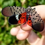 Lantern Fly