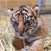 Tiger Cub