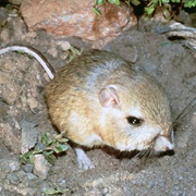 Giant Kangaroo Rat