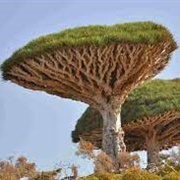 Rarest Tree Dragon Blood Tree