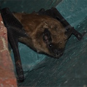 California Myotis