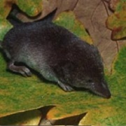 Vagrant Shrew