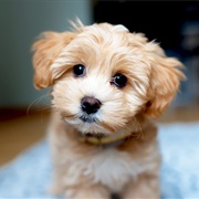 Maltipoo