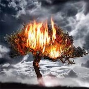 The Burning Tree