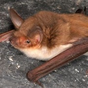 Fish-Eating Bat