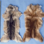 Dog and Cat Fur (Merchandise Made From)