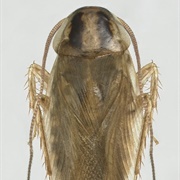 Asian Cockroach