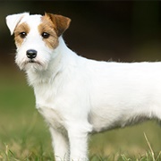 Russell Terrier