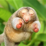 Silky Anteaters