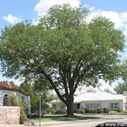 Locust Tree