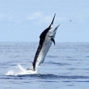 Black Marlin