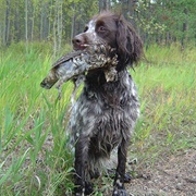 German Longhaired Pointer