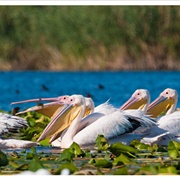 Danube Delta, Romania