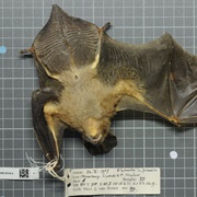 Large Slit-Faced Bat