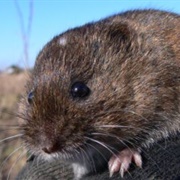 Townsend&#39;s Vole