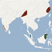 Bornean Whiskered Myotis