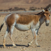 Onager