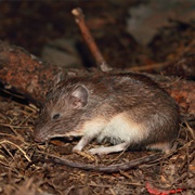 Mexican Spiny Pocket Mouse