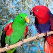 Eclectus Parrot