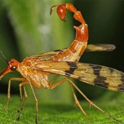 Scorpionfly