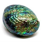 Paua Abalone Shell