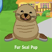 Fur Seal Pup